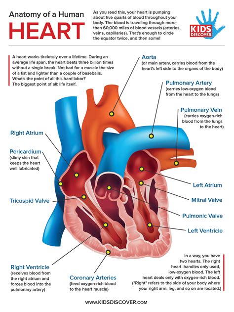 Infographic: Anatomy of the Human Heart - KIDS DISCOVER | Human heart, Heart anatomy, Human body ...