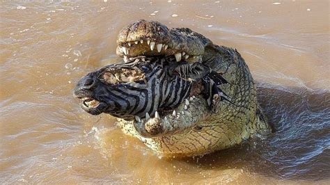 Crocodiles Eating Zebras