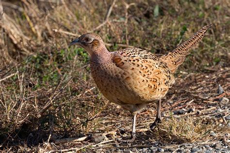 Flavistic Ring-necked Pheasant Hen Photograph by Kathleen Bishop - Pixels