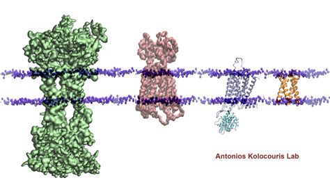 Adenosine Receptors