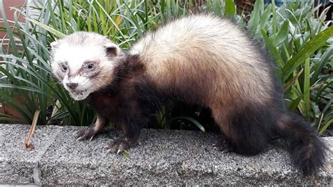 5 Surprising Ferret Facts - Predator Free NZ Trust