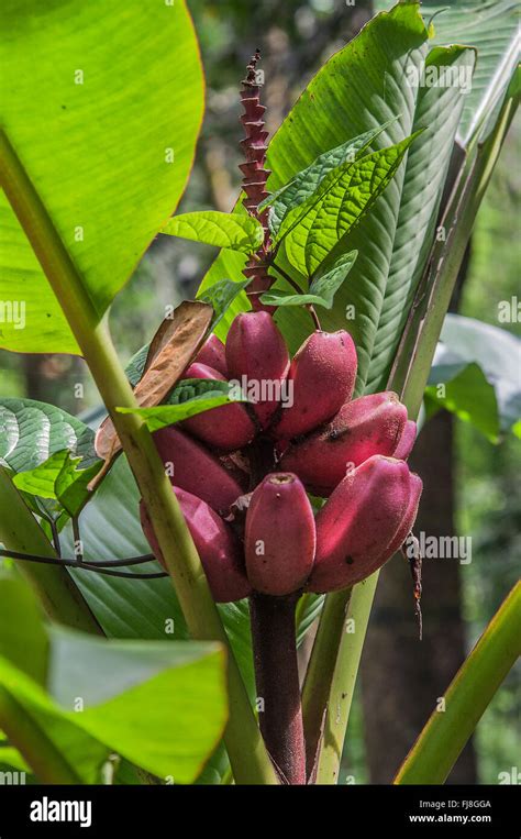 Red Banana Plant For Sale In India - Banana Poster