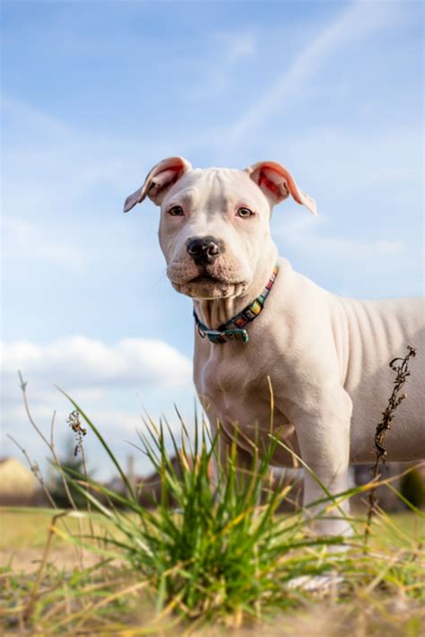 White american staffordshire terrier puppy standing on grass #pitbull ...