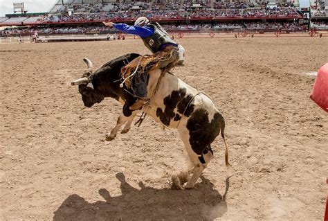 The Rodeo: Bull Riding - Cheyenne Frontier Days