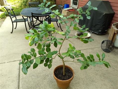 Pruning my kaffir lime tree in the Vegetables and Fruit forum - Garden.org