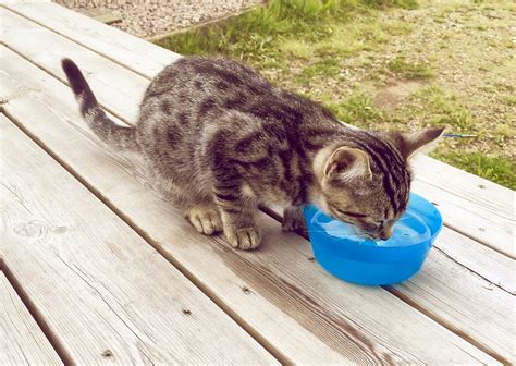 Free stock photo of cat, drinking, drinking water