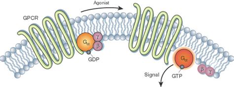 Activation of the G alpha subunit of a G-protein-coupled receptor | Learn Science at Scitable