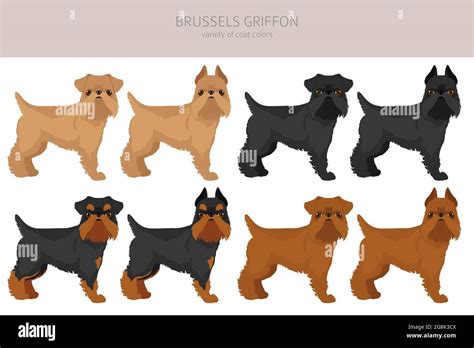 Brussels griffon clipart. Different coat colors and poses set. Vector ...