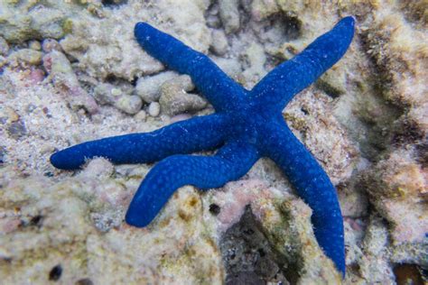 20 Bizarre and Beautiful Starfish Species