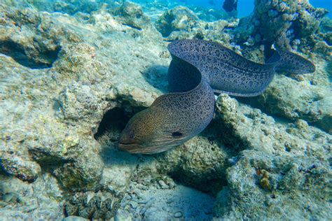 Moray Eels Eating