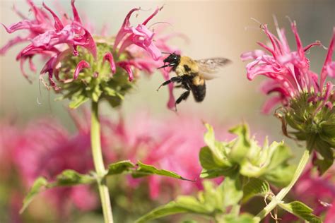 Bee Balm To Attract Bees and Birds To Your Garden