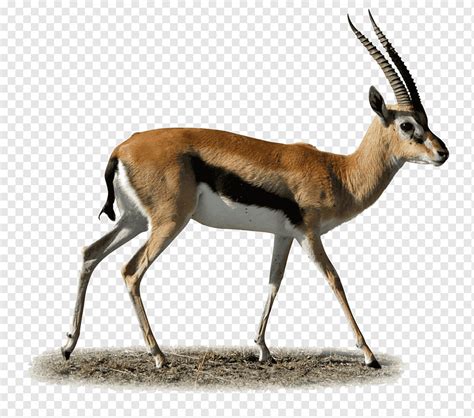 Goat, Gazelle, Antelope, Impala, Springbok, Thomsons Gazelle, Wildlife ...