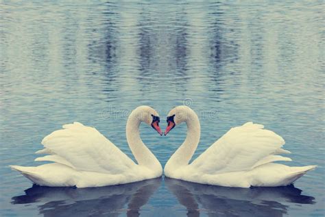 Swans Making Hearts