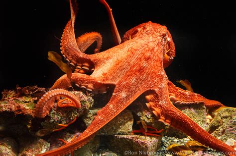 Giant Pacific Octopus | Photos by Ron Niebrugge