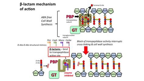 Beta-Lactam Antibiotics: Mechanism of Action, Resistance – Microbe Online