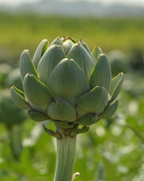 Artichoke - growing, planting, care, harvest, varieties and diseases