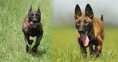 Malinois Dutch Shepherd Mix: Crossbreed Info & Care Guide - World Dog Finder