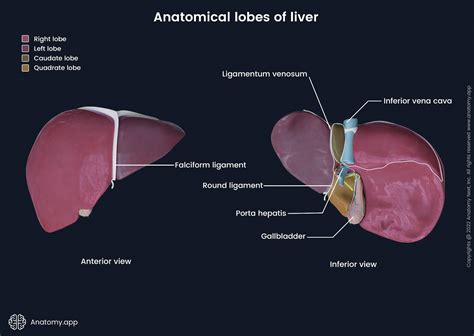 Liver Anatomy Model