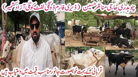 Dairy farm dongi lift kotli azad kashmir | animal farm dongi kotli | qurbani ke janwar ...