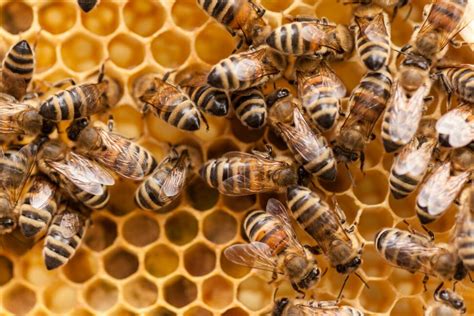 1M Aggressive Bees Threaten Texas Town | National News | US News