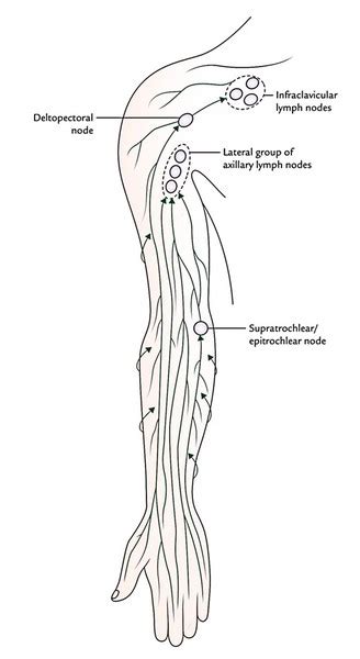 Which Area Of The Arm Drains To The Epitrochlear Nodes - Best Drain ...