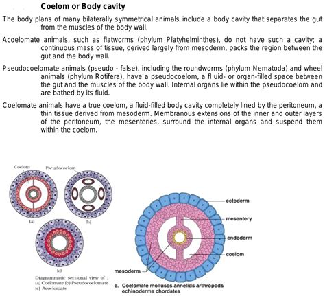 what is meant by coelomate,acoelomate pseudocoelomate?