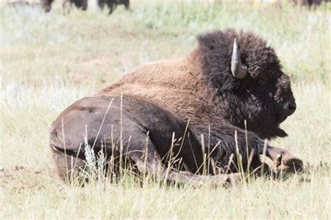 Bison Wallow Gif - Sean Fitzgerald Photography