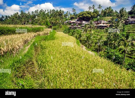 Rice terraces of Ubud, Bali, Indonesia Stock Photo - Alamy