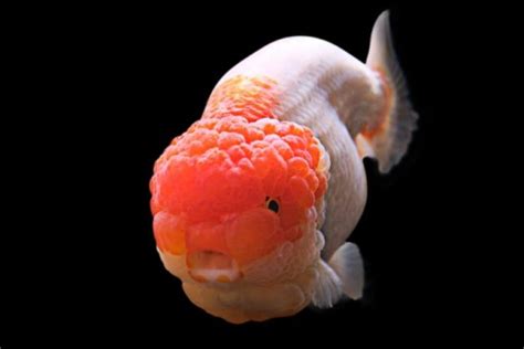 Ranchu Goldfish: Pictures, Care Guide, Varieties, Lifespan & More | Hepper