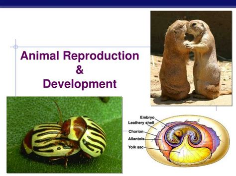 PPT - Animal Reproduction & Development PowerPoint Presentation, free download - ID:255164