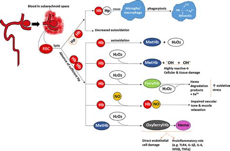 Frontiers | Unique Contribution of Haptoglobin and Haptoglobin Genotype ...