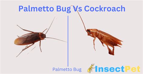 Palmetto Bug vs Cockroach - Difference Between Water Bug and Cockroach - InsectPet