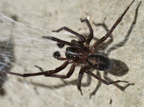 Male Amaurobius ferox (Black Lace-Weaver) in Kingston, New York United ...