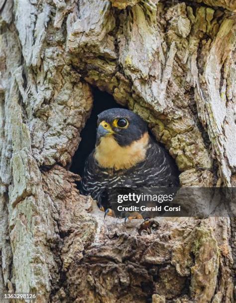 Falcon Nest Photos and Premium High Res Pictures - Getty Images