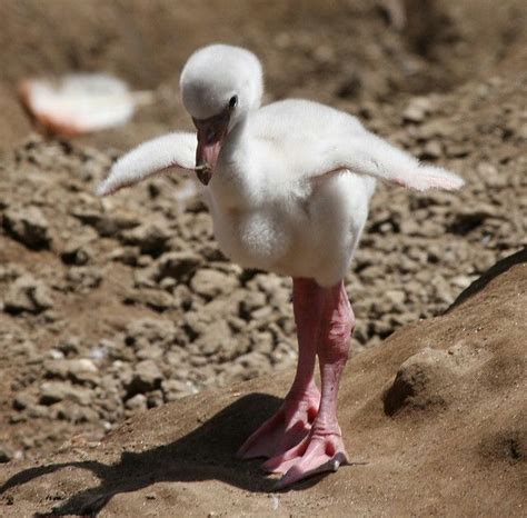 Baby Flamingo! | Newborn animals, Pet birds, Cute baby animals