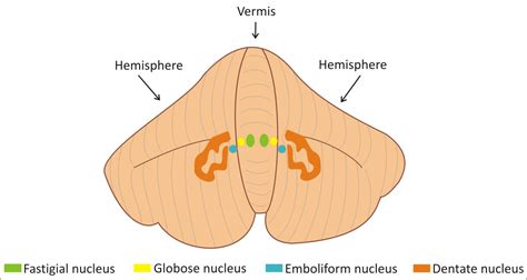 The cerebellum in Autism - Universidad Veracruzana