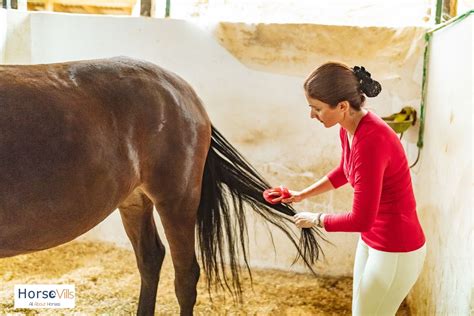 How to Groom a Horse in 8 Easy Steps (Expert Tips & Guide)