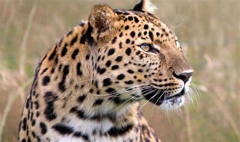 Amur leopard | Species facts, Conservation - BigCatsWildCats