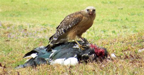 BirdsEyeViews: Hawk Backyard Feeding Feast!