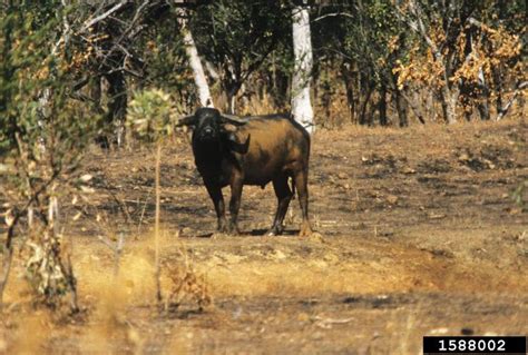 water buffalo (Bubalus bubalis)