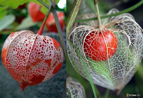 Chinese lantern fruit | Flores