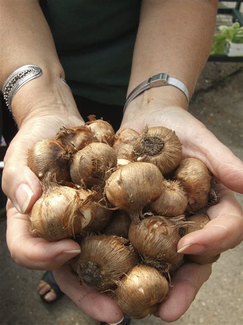 Curing Crocus Bulbs - When To Dig Up Crocus Bulbs For Storage ...