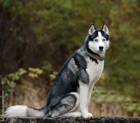 Can A Husky Have Black Eyes