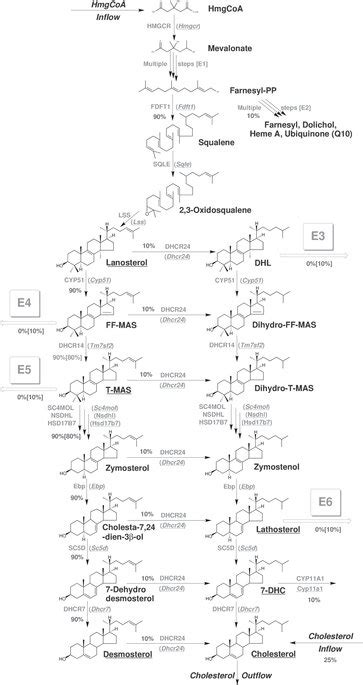 The cholesterol synthesis pathway, combined with a mathematical model.:... | Download Scientific ...