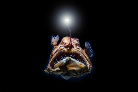 Scary Halloween sea creatures | Latest news | Marine Conservation Society