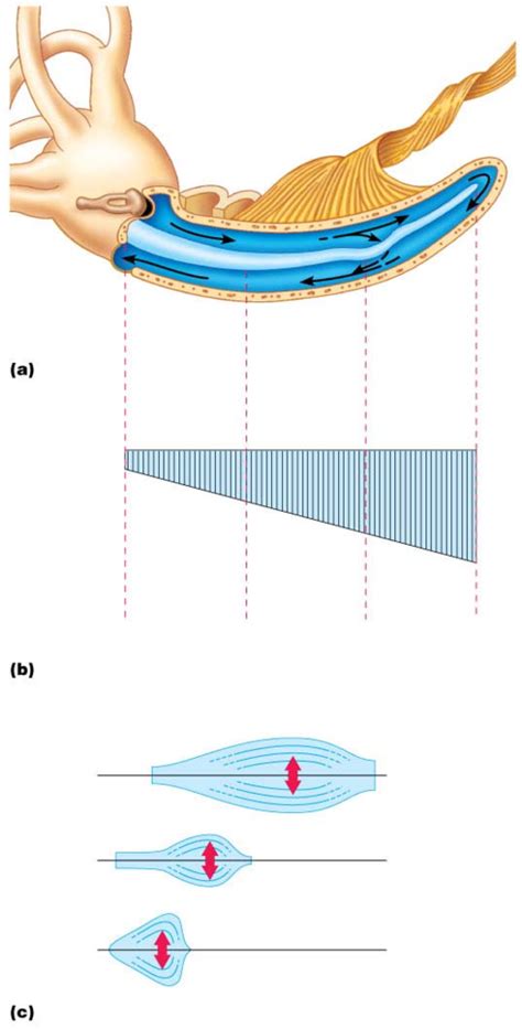 basilar membrane Diagram | Quizlet