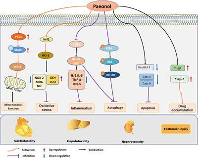 Frontiers | Pharmacological effects and mechanisms of paeonol on antitumor and prevention of ...