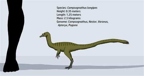 Compsognathus longipes by JatczakDraws on DeviantArt