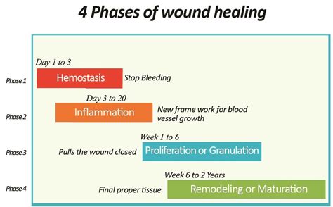 wound healing stages - Google Search | Systemic inflammation, Wound ...