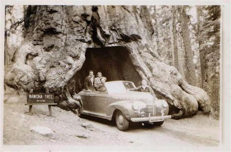 Public Domain Photos and Images: The Wawona Tunnel Tree, a Giant Sequoia